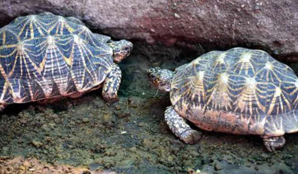 Man arrested in UP’s Kanpur with 171 protected Indian Roofed Turtles