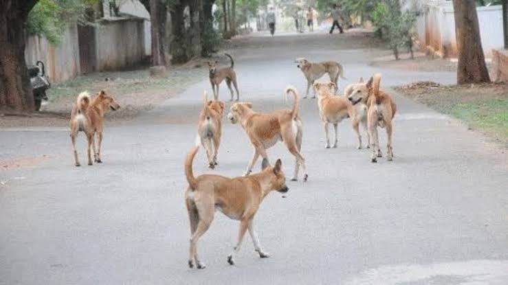 Mumbai: Stray Dog Bites Nearly 130 People in Seven Hours in Kalyan, Massive Search Operation Launched