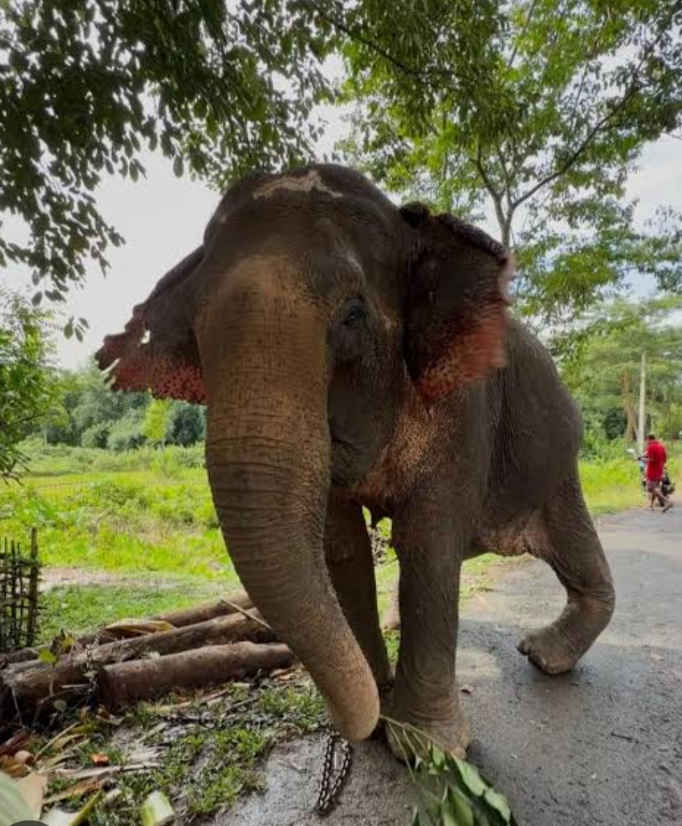 53-Year-Old Elephant Rescued from Nagaland Floods Brought to Jamnagar