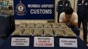 Mumbai Airport Customs Arrest Mumbra Man With 12.7 Kg Suspected Hydroponic Cannabis From Bangkok