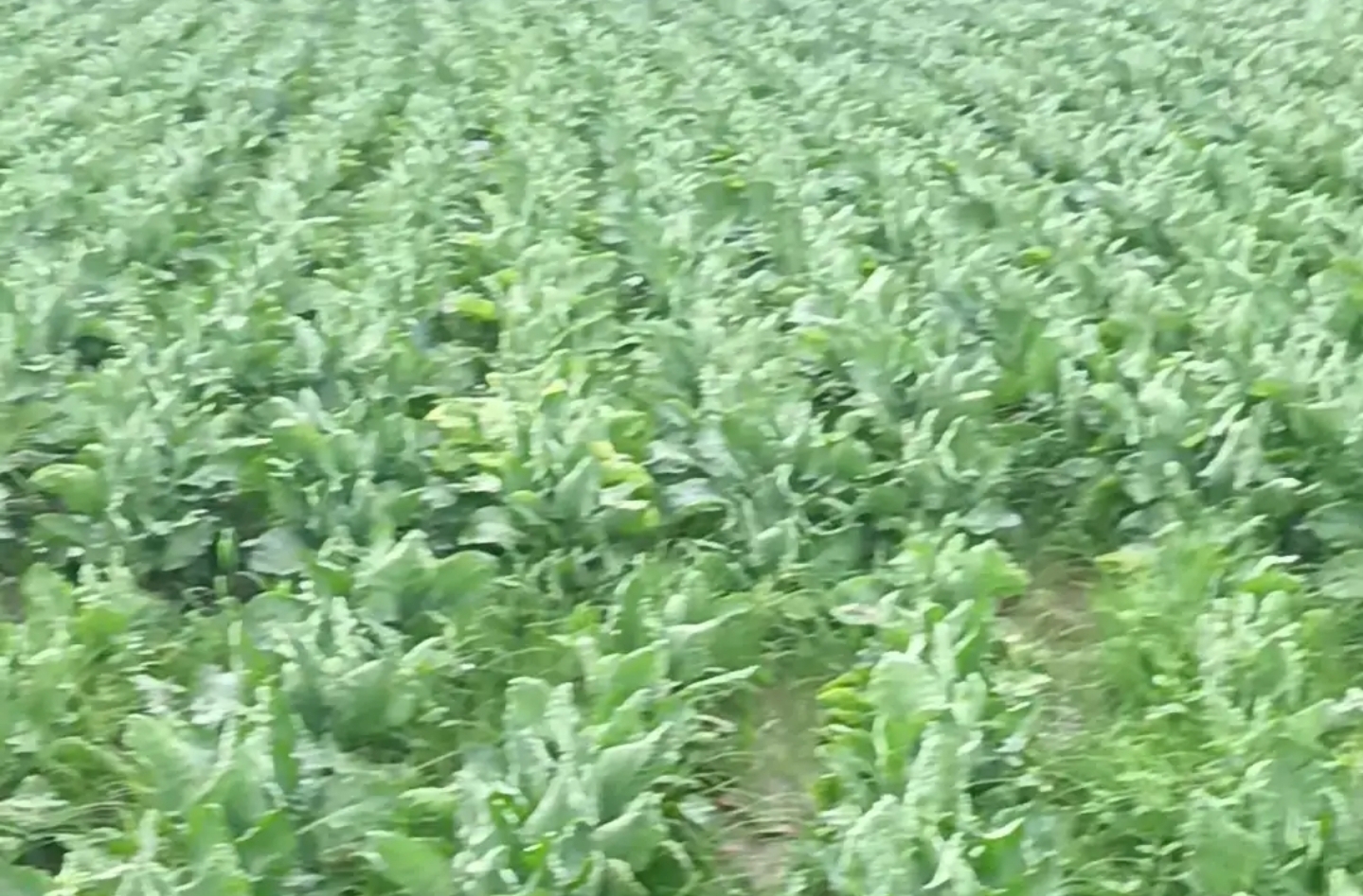 सोनभद्र मे भारी बारिश से मिर्च, गोभी की फसल खराबः किसान चिंतित, रॉबर्ट्सगंज ब्लॉक में 70 प्रतिशत होती सब्जी की खेती, नुकसान की आशंका