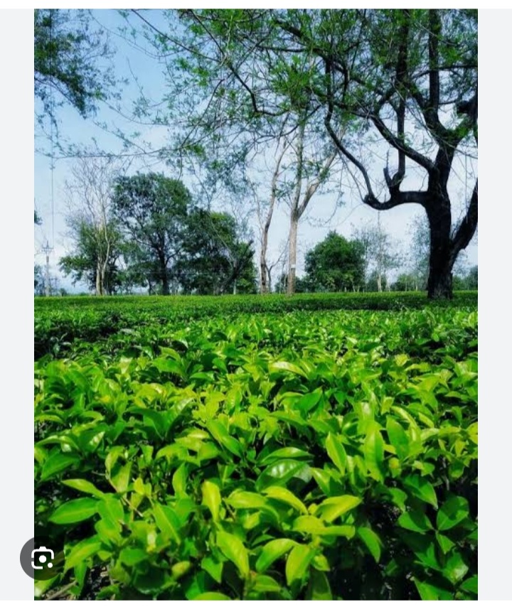 KARLAVALLY TEA GRADEN   WORKERS STAICK  THEIR RIGHT TO ACT