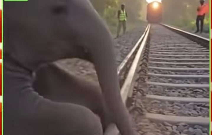 A ELEPHANT CHAILD  RESQUE RAIL WAY TRAP