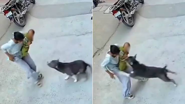 Sonipat Pit Bull Attack: 6-Month-Old Baby Seriously Injured, CCTV Footage Surfaces