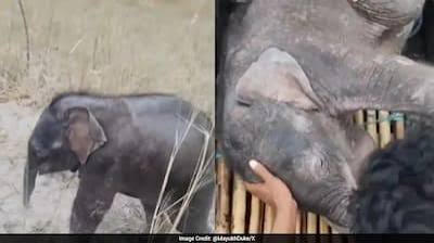 West Bengal: Fishermen Rescue Elephant Calf Swept Away in Teesta River