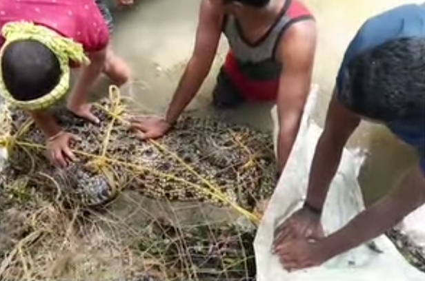 Crocodile Fear Grips Rivers and Creeks in kendrapada District.