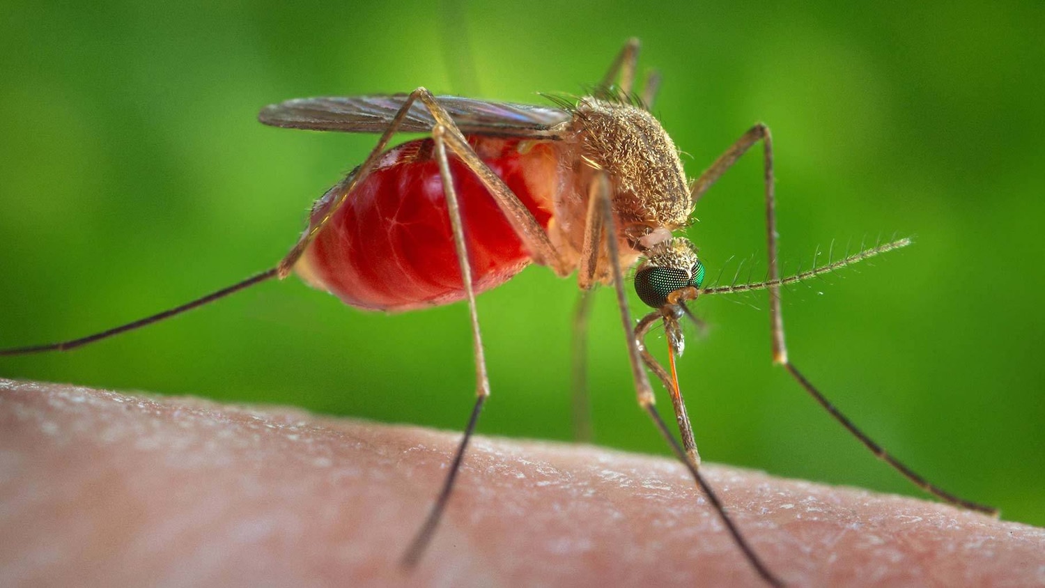 Unique protest program by people worried about mosquitoes near Mir Alam Tank