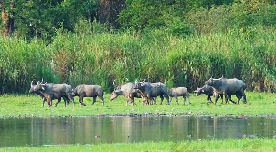 Ready to translocate of Asiatic Wild Buffalo from Kaziranga to Kanha Tiger Reserve :