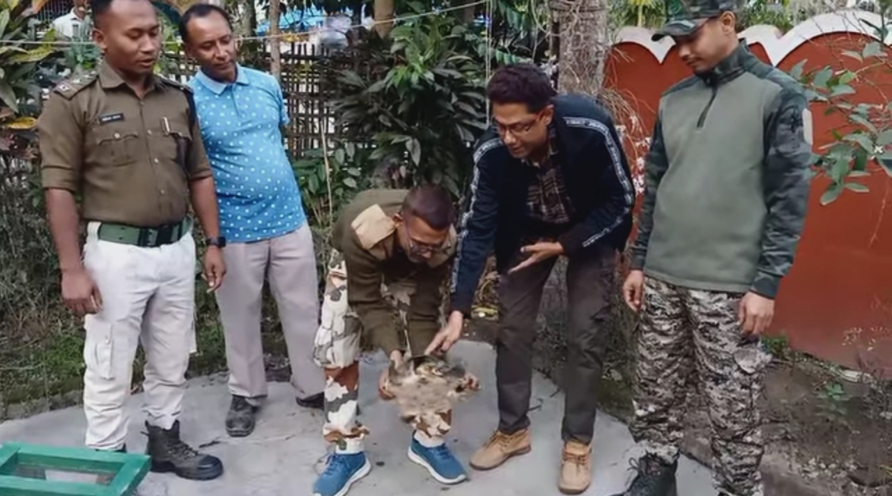 Rare Peacock Softshell Turtle Rescued in Rajabari, Bokakhat
