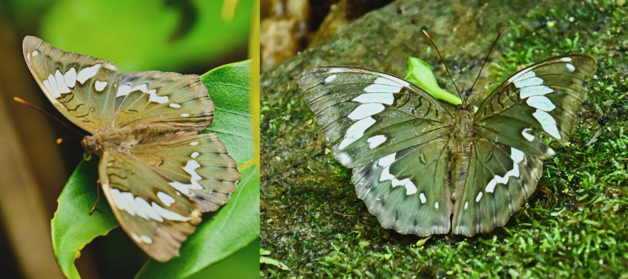 New Butterfly Euthalia zubeengargi Discovered in Arunachal Pradesh, Named After Zubeen Garg