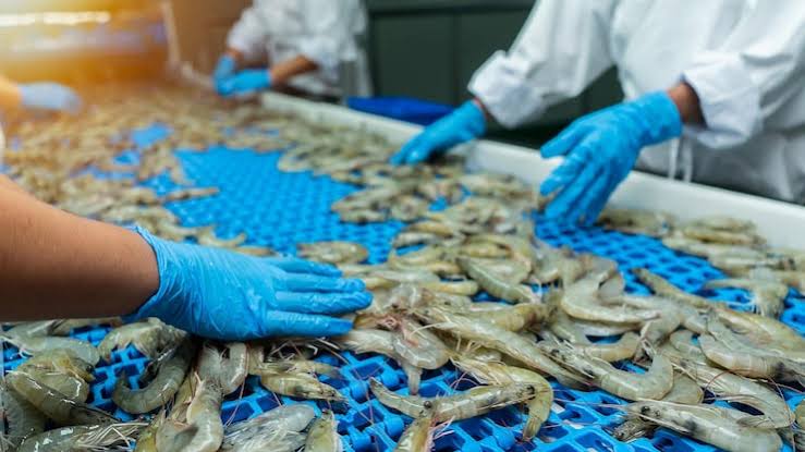 Seafood Processing Plants Drive India’s Export Boom in the Global Seafood Market