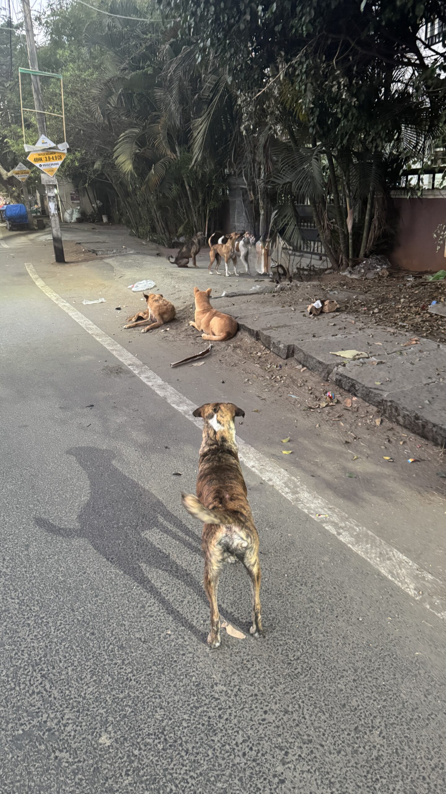 Stray Dogs Becoming a Growing Public Safety Concern in Indian Cities