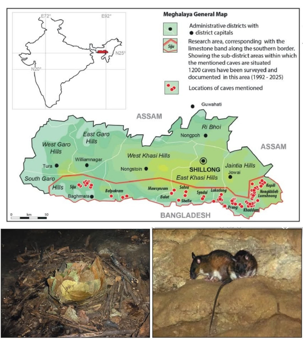 Meghalaya Cave Study Reveals Diverse Mammalian Presence Across 80 Cave Systems.