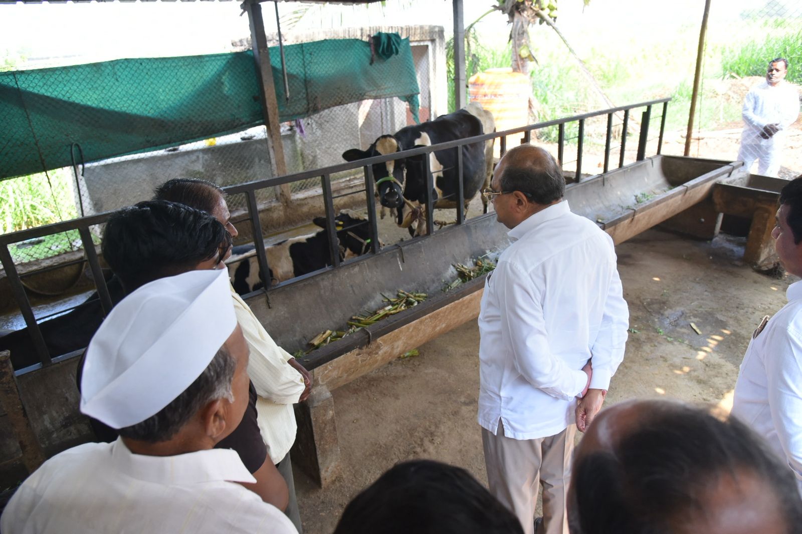 पालकमंत्री डॉ.राधाकृष्ण विखे पाटलांकडुन पाथरे येथील गायी दगावलेल्या गोठ्याची पाहणी...