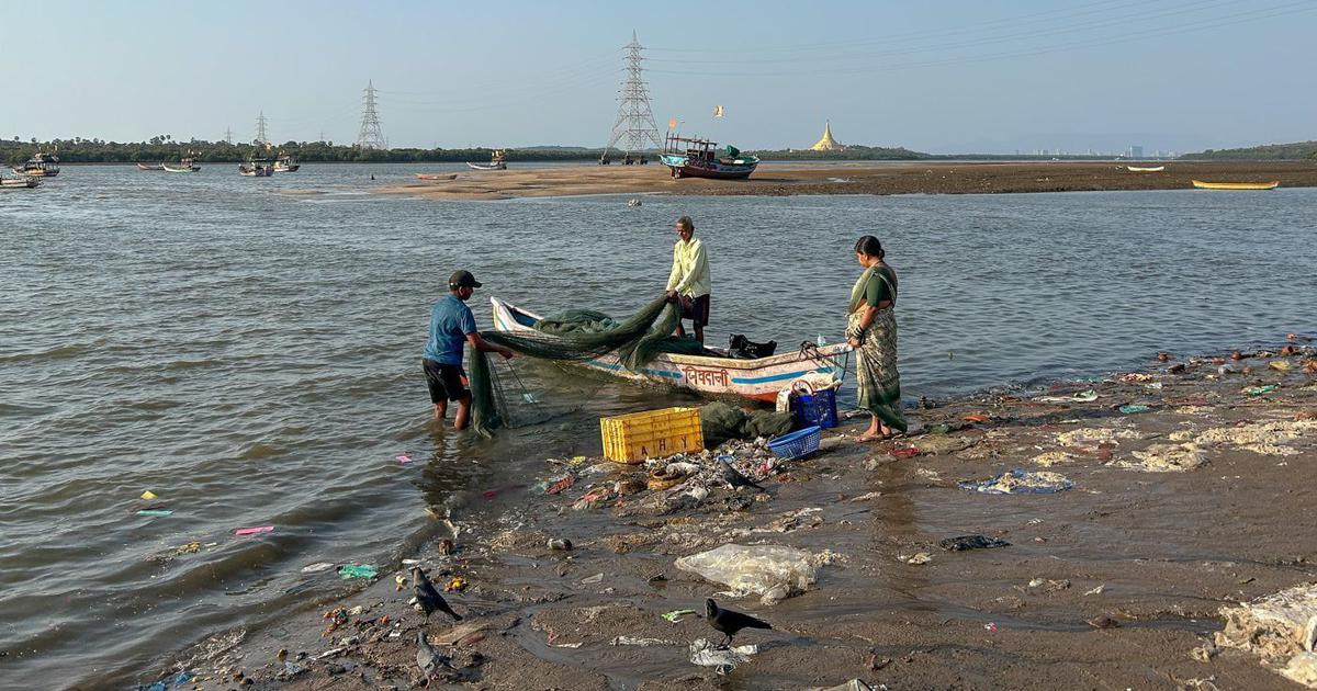 Koli Fishermen in Mumbai Face Existential Threat as 45,000 Mangroves Are Cleared for Coastal Development