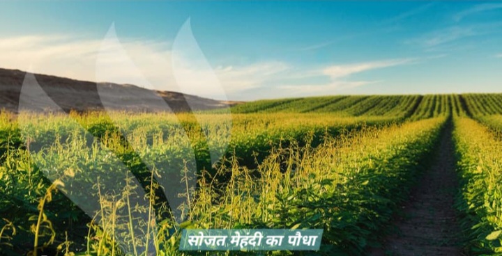 सोजत मेहंदी उद्योग पर संकट: ईरान-अमेरिका तनाव से निर्यात ठप, 250 करोड़ का नुकसान