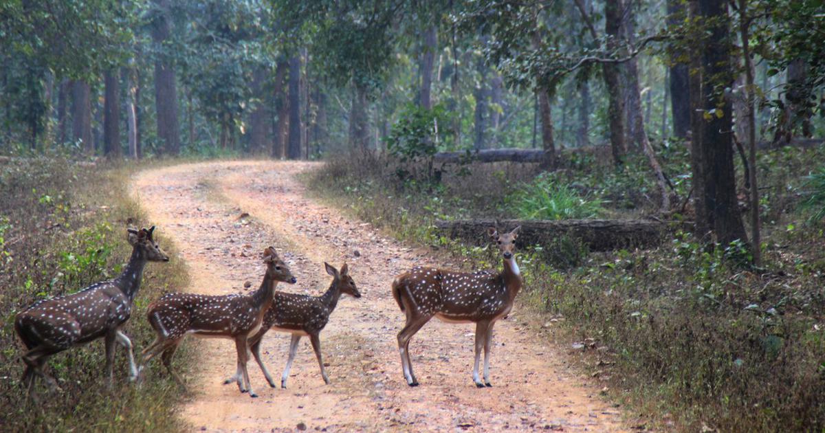 Bibhutibhushan Bandyopadhyay's 'Aranyak': A Timeless Reflection on Nature and Modernity