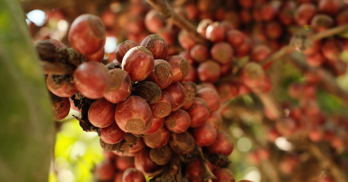 Excelsa Coffee: The Resilient Variety Gaining Popularity Amid Climate Change