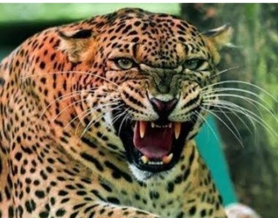 घायल गुलदार को पकड़ने के दौरान वनकर्मी घायल, ढाई घंटे बाद वन विभाग ने किया रेस्क्यू