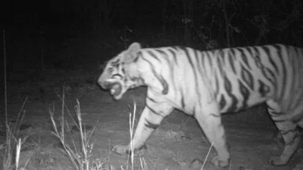 Tiger sighted on Telangana–Andhra border; forest staff alert villagers