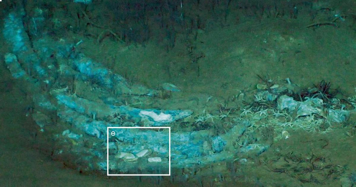 Ancient Whale Burial Ground Discovered in the Indian Ocean: A Dive into Deep History
