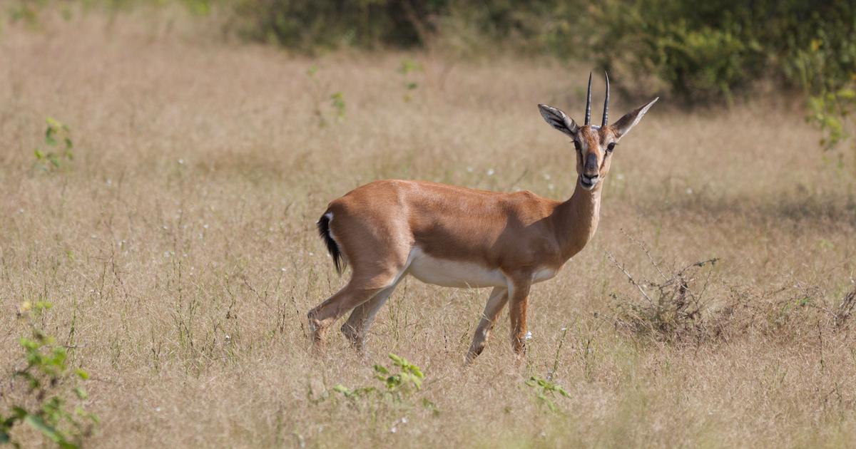 Chinkara Faces Habitat Crisis Due to Climate Change, New Study Reveals