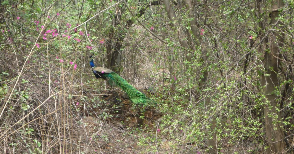 Delhi's Central Ridge: A Controversial Transformation from Forest to Park