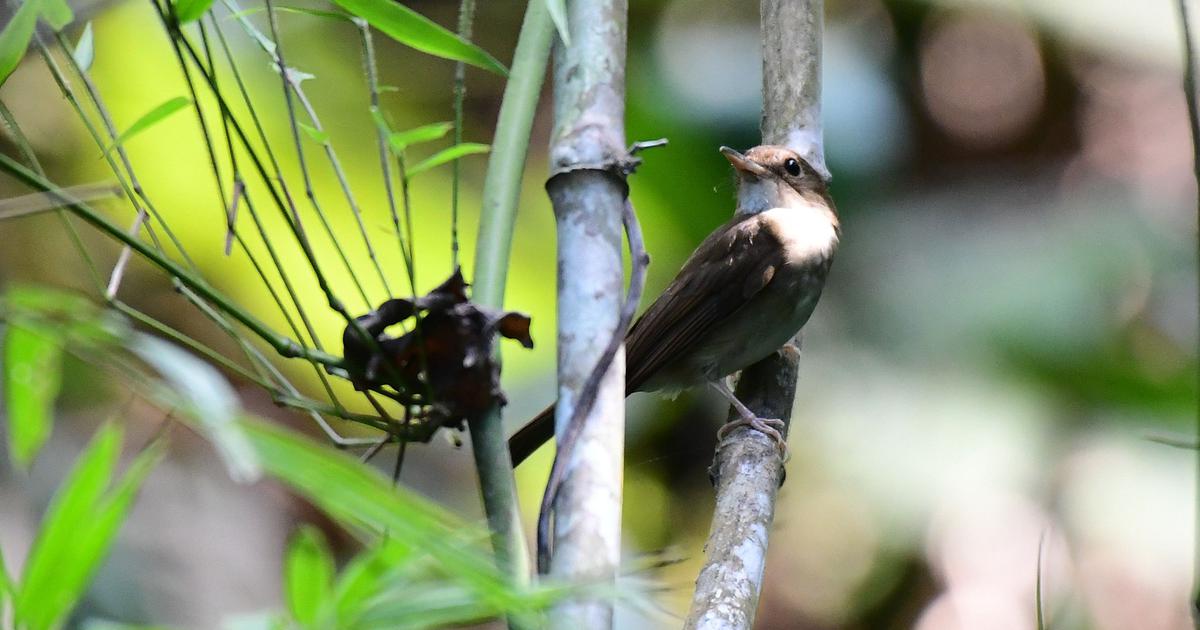 Great Nicobar's Wildlife Unites Against Human Encroachment: A Call for Action