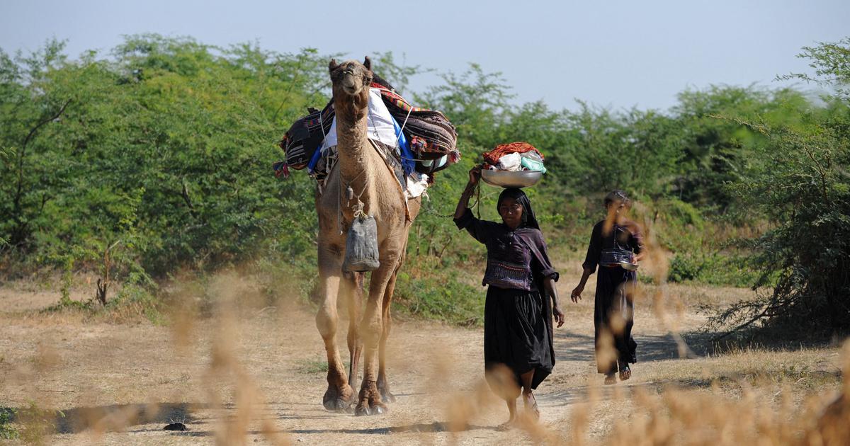 Gujarat's Pastoral Nomads Face Disconnection from Traditional Grazing Grounds