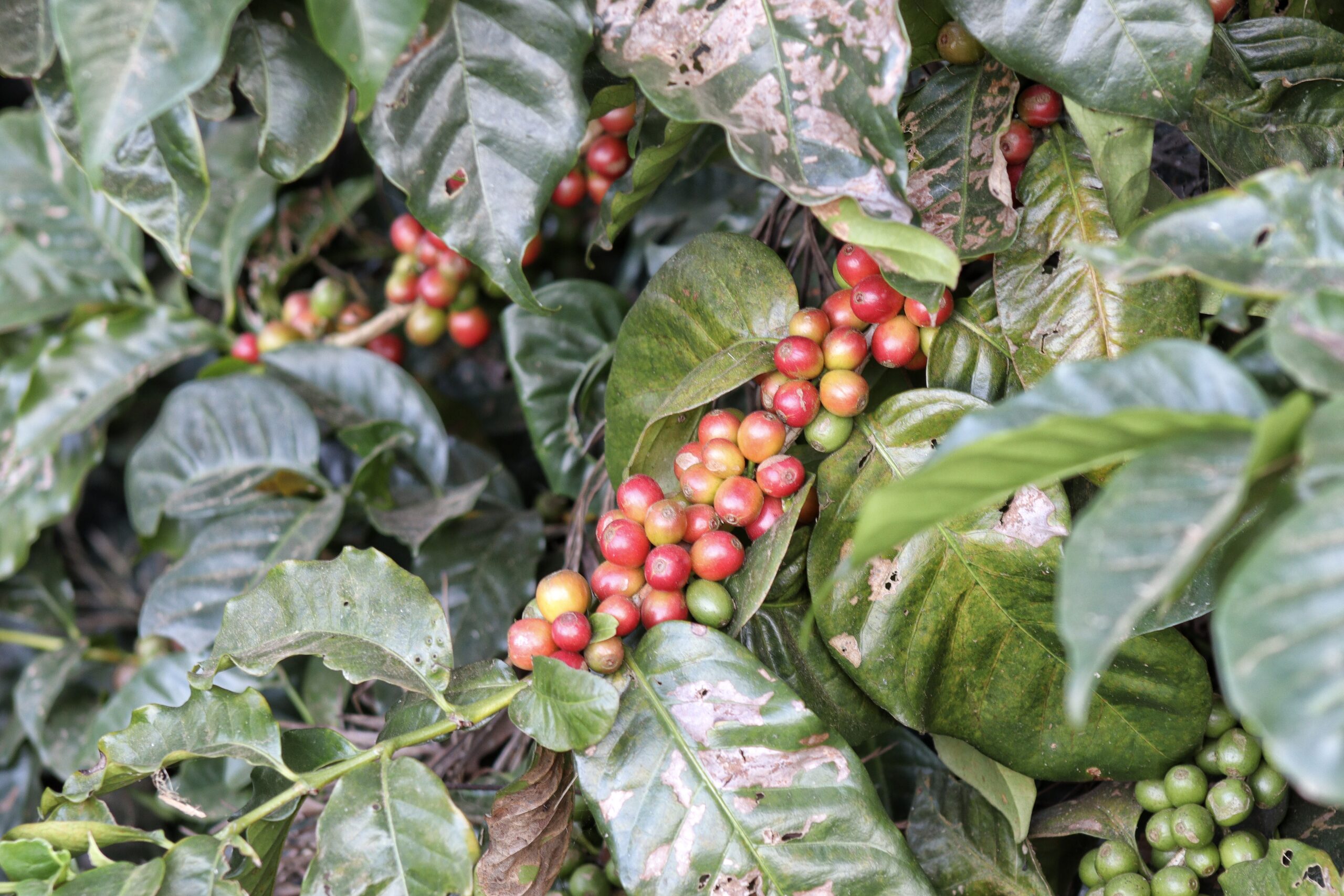 Brewing Hope: How Coffee Cultivation is Transforming Tribal Livelihoods in Odisha's Koraput