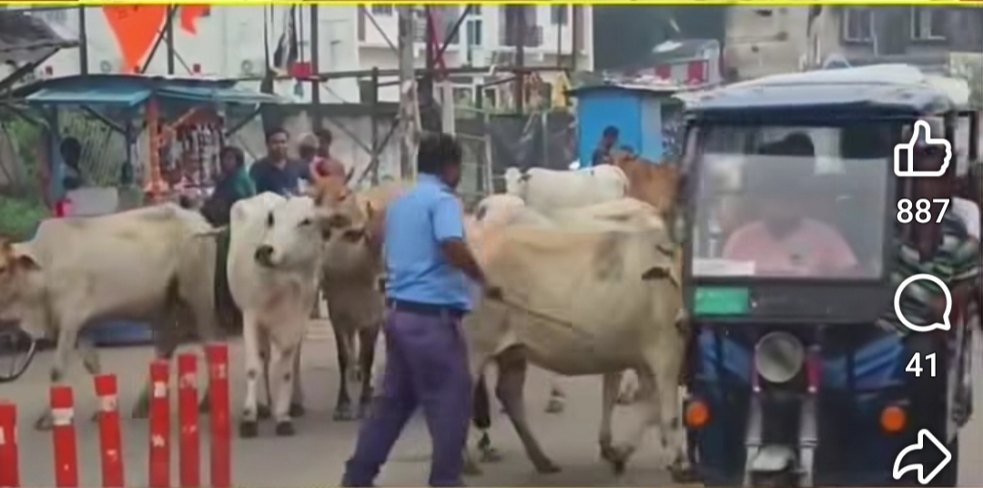 মালদহে রাস্তায় ঘুরে বেড়ানো গবাদিপশু নিয়ে উদ্বেগ, সমাধানের দাবি স্থানীয়দের