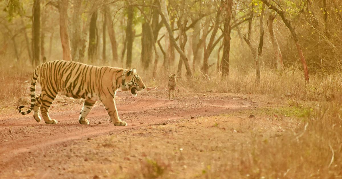 Key Factors for Tiger Population Recovery: Prey and Habitat Quality