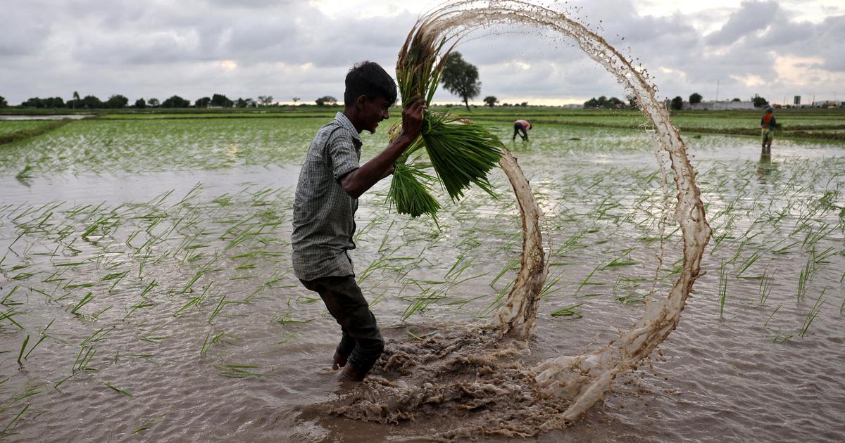 Kharif Crop Sowing Plummets by 22.7% Due to Delayed Monsoon
