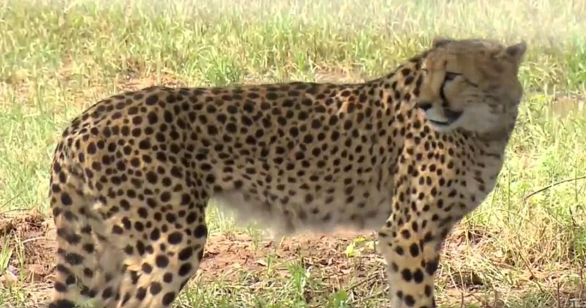 Loss of a Young Cheetah: A Setback for India's Conservation Efforts