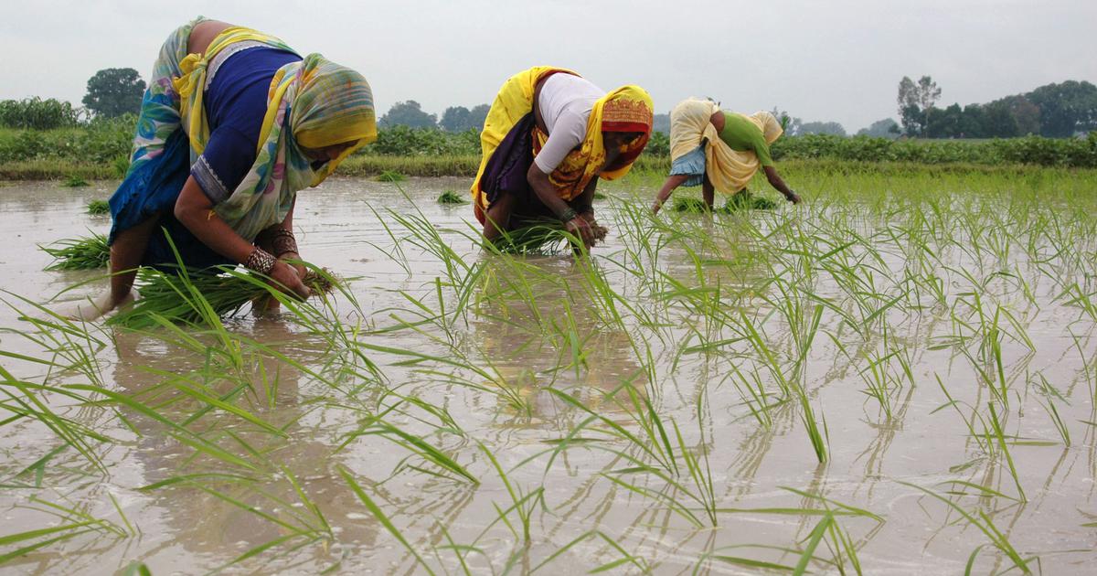 Maharashtra Delays Farm Loan Waiver Implementation, Eligible Farmers to Start Receiving Benefits from July 5