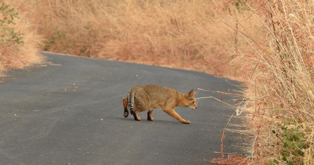 Mapping Study Reveals India Can Sustain Over 300,000 Jungle Cats