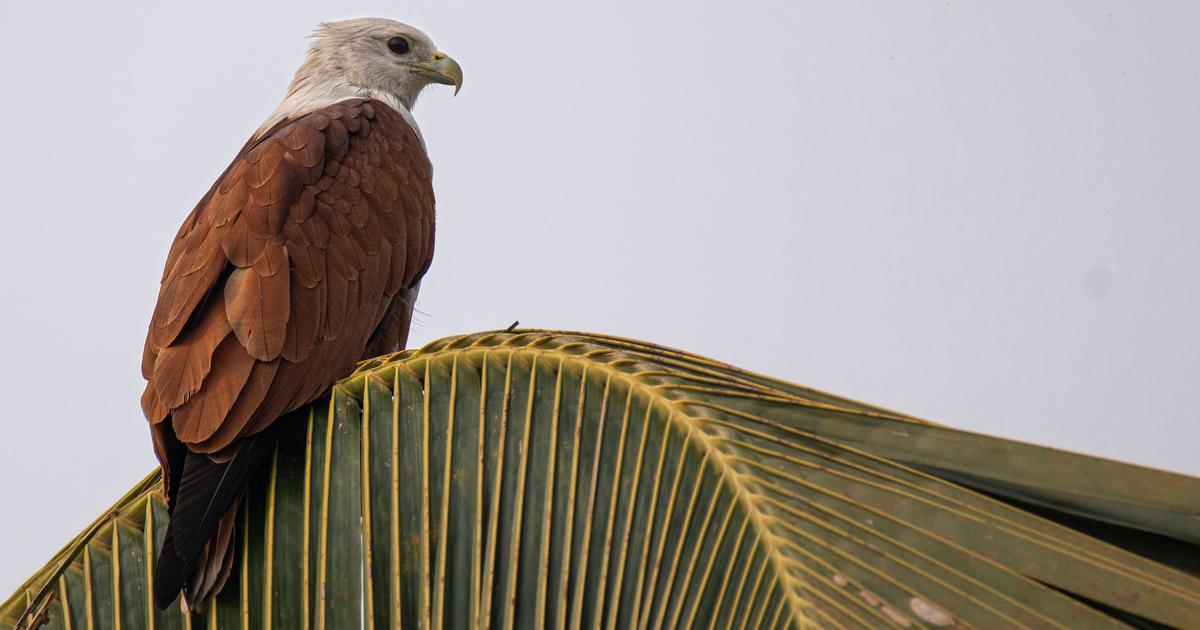 Nighttime Light Pollution Lures Brahminy Kites to Hunt in Kerala