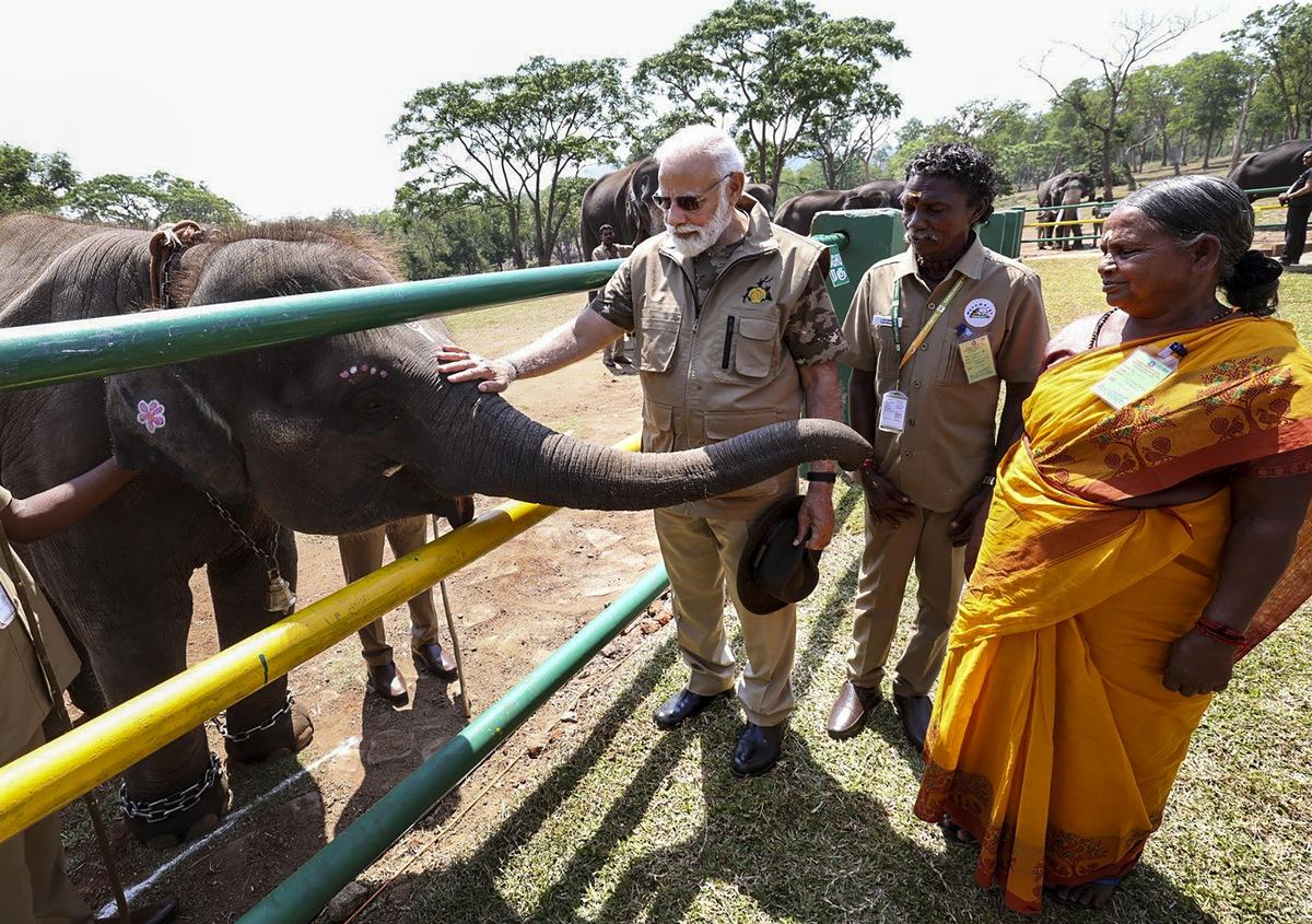Masinagudi’s Verdant Jungles: A Biodiversity Jewel in the Nilgiris Facing Challenges and Conservation Effort