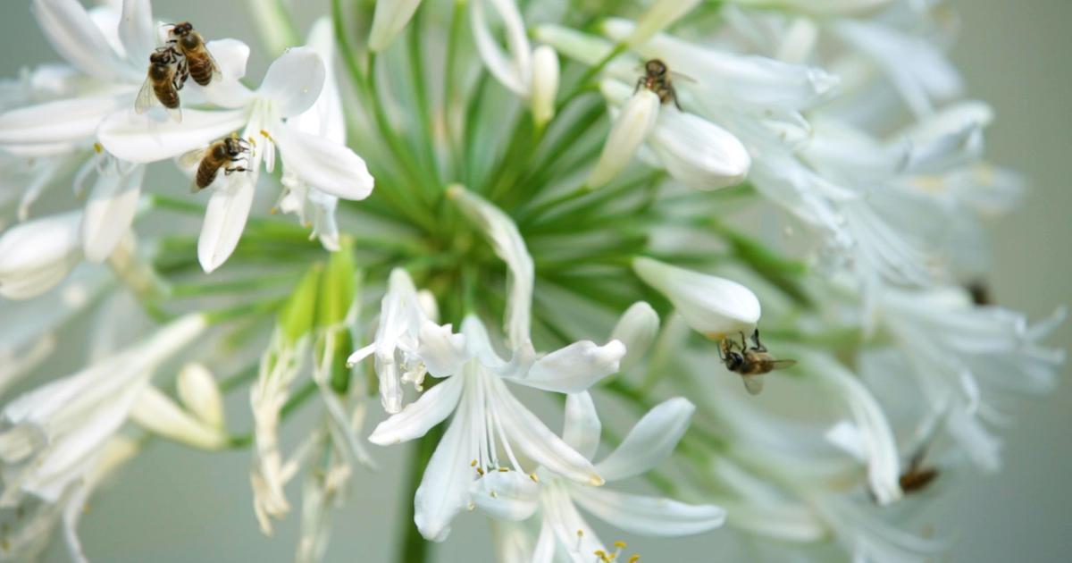 Puducherry Scientists Harness Pollen Data to Safeguard Agricultural Futures