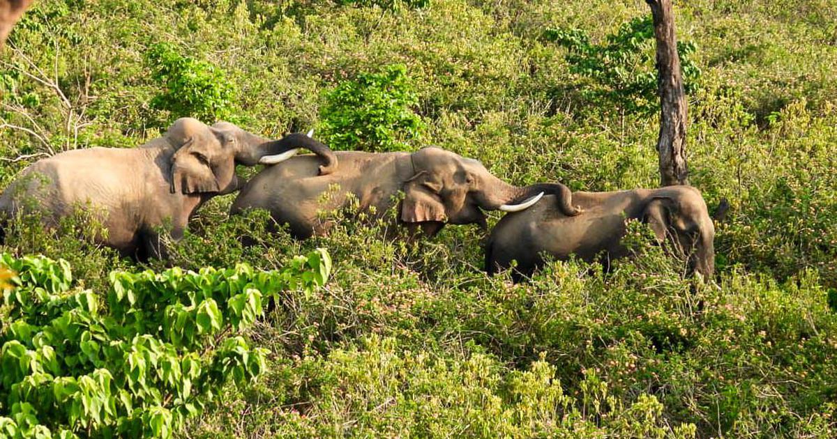 Revised Insights: Male Asian Elephants Thrive in Social Groups, Study Reveals
