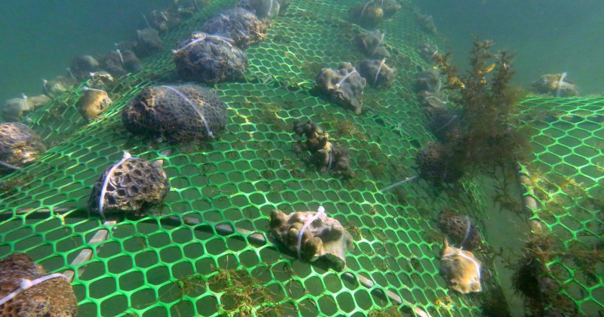 Reviving India's Coral Reefs: A Successful Journey Towards Marine Restoration