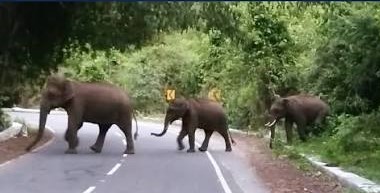 மக்கள் தொகைப் பெருக்கமும் வனவிலங்குகளின் வாழிட அழிவும