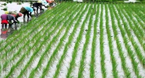 இளைஞர்களை விவசாயத்தில் ஈடுபடுத்துவதற்கான வழிமுறைகள்