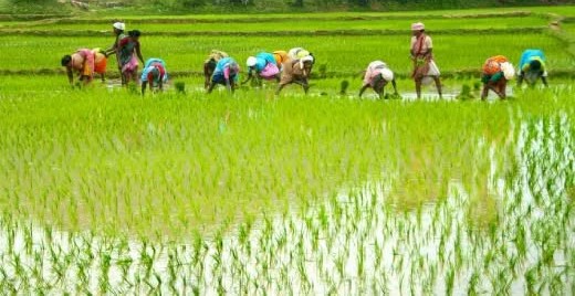 “ஜுலை 31 ஆம் தேதிக்குள் விவசாயிகள் பயிர் காப்பீடு செய்யுங்கள்”..