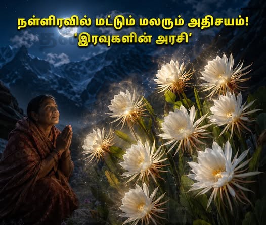 நள்ளிரவில் மலரும் பிரம்ம கமலம்: அரிய மலரும் அதனுடன் தொடர்புடைய நம்பிக்கைகளும