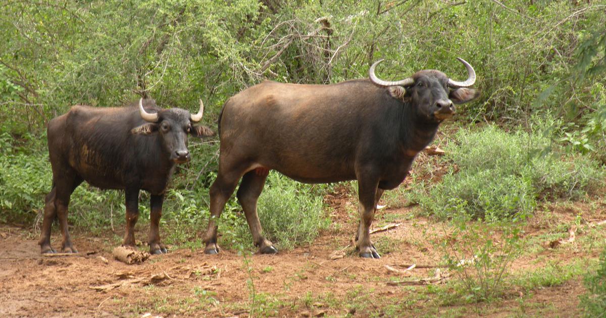 Discovering Kalakad: A Naturalist's Love Letter to India's Diverse Rainforests